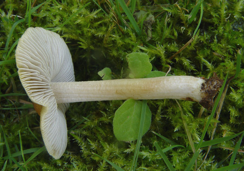 Funghetto in giardino (cfr. Inocybe sp.)